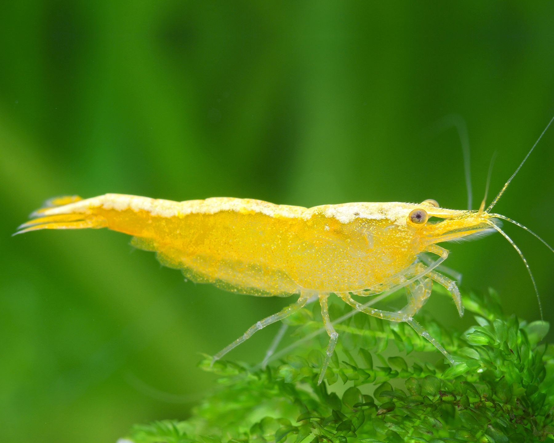 Krevetka - Neocaridina davidi Yellow Neon